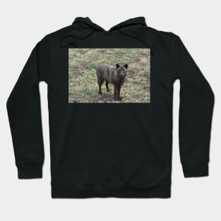 Black Wolf Hoodie